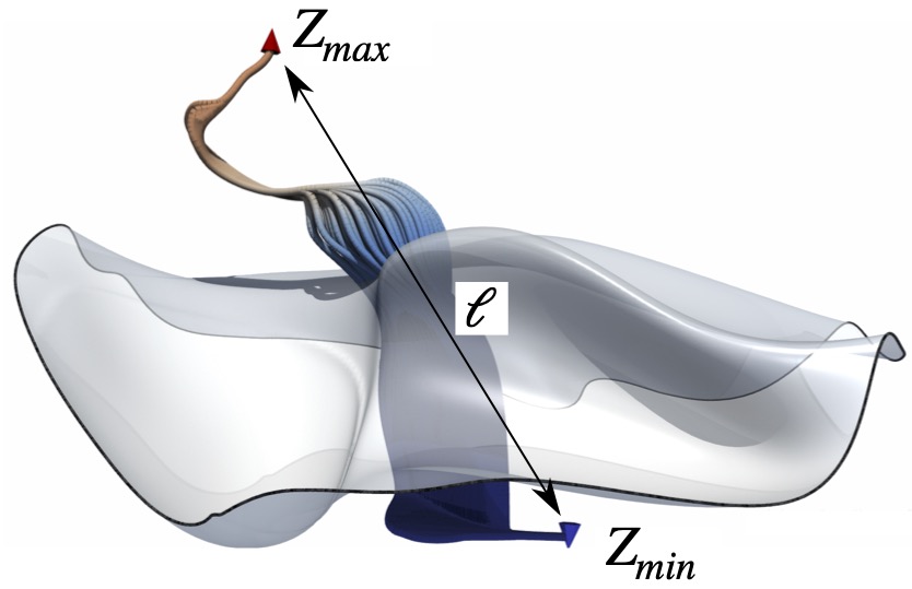 Dissipation Element